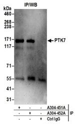 PTK7 Antibody in Western Blot (WB)