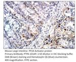 PP2A Activator protein Antibody in Immunohistochemistry (IHC)