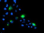 PTPN1 Antibody in Immunocytochemistry (ICC/IF)