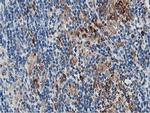 PTPN1 Antibody in Immunohistochemistry (Paraffin) (IHC (P))