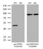 PTPN1 Antibody