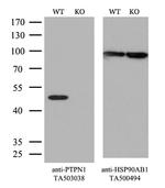 PTPN1 Antibody in Western Blot (WB)