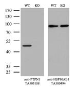 PTPN1 Antibody in Western Blot (WB)