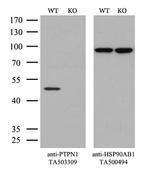 PTPN1 Antibody in Western Blot (WB)