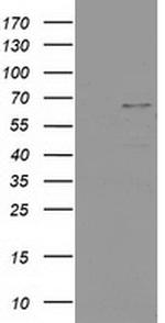 PTPN11 Antibody in Western Blot (WB)