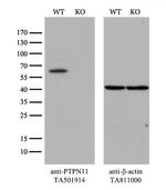 PTPN11 Antibody in Western Blot (WB)