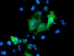 PTPN7 Antibody in Immunocytochemistry (ICC/IF)