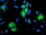 PTPN7 Antibody in Immunocytochemistry (ICC/IF)