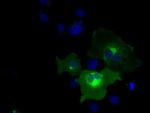 PTPRE Antibody in Immunocytochemistry (ICC/IF)