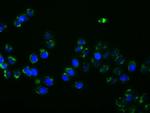 PTPRE Antibody in Immunocytochemistry (ICC/IF)