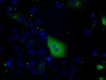 PTPRE Antibody in Immunocytochemistry (ICC/IF)