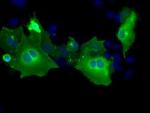 PTPRE Antibody in Immunocytochemistry (ICC/IF)