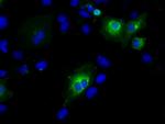 PTPRE Antibody in Immunocytochemistry (ICC/IF)