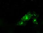 PTPRE Antibody in Immunocytochemistry (ICC/IF)