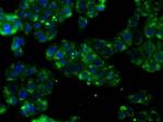 PTPRE Antibody in Immunocytochemistry (ICC/IF)