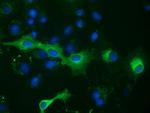 PTPRE Antibody in Immunocytochemistry (ICC/IF)