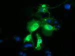 PTPRE Antibody in Immunocytochemistry (ICC/IF)