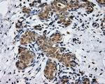 PTPRE Antibody in Immunohistochemistry (Paraffin) (IHC (P))