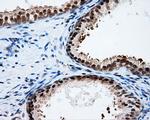 PTPRE Antibody in Immunohistochemistry (Paraffin) (IHC (P))