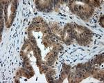 PTPRE Antibody in Immunohistochemistry (Paraffin) (IHC (P))