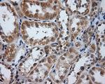 PTPRE Antibody in Immunohistochemistry (Paraffin) (IHC (P))