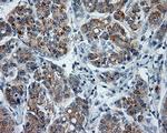 PTPRE Antibody in Immunohistochemistry (Paraffin) (IHC (P))