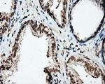 PTPRE Antibody in Immunohistochemistry (Paraffin) (IHC (P))