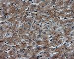 PTPRE Antibody in Immunohistochemistry (Paraffin) (IHC (P))