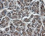 PTPRE Antibody in Immunohistochemistry (Paraffin) (IHC (P))