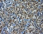 PTPRE Antibody in Immunohistochemistry (Paraffin) (IHC (P))