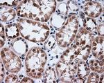 PTPRE Antibody in Immunohistochemistry (Paraffin) (IHC (P))