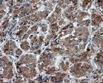 PTPRE Antibody in Immunohistochemistry (Paraffin) (IHC (P))