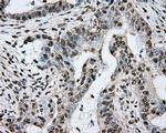 PTPRE Antibody in Immunohistochemistry (Paraffin) (IHC (P))