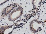 PTPRE Antibody in Immunohistochemistry (Paraffin) (IHC (P))