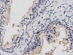 PTPRE Antibody in Immunohistochemistry (Paraffin) (IHC (P))