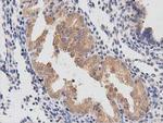 PTPRE Antibody in Immunohistochemistry (Paraffin) (IHC (P))