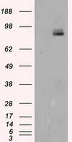 PTPRE Antibody in Western Blot (WB)