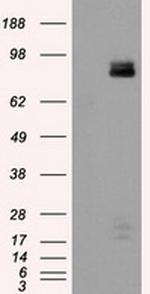 PTPRE Antibody in Western Blot (WB)