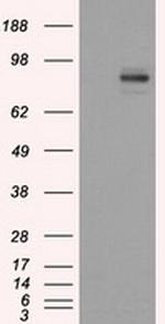 PTPRE Antibody in Western Blot (WB)