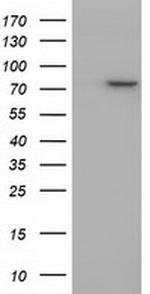 PTPRE Antibody in Western Blot (WB)