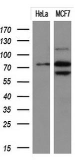 PTPRE Antibody in Western Blot (WB)