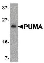 PUMA alpha Antibody in Western Blot (WB)