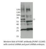 Punt Antibody in Western Blot (WB)