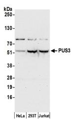 PUS3 Antibody in Western Blot (WB)