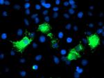 PVRL1 Antibody in Immunocytochemistry (ICC/IF)