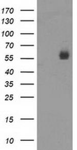 PVRL1 Antibody in Western Blot (WB)