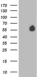 PVRL1 Antibody in Western Blot (WB)