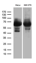 PXN Antibody in Western Blot (WB)