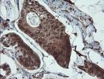 PYCARD Antibody in Immunohistochemistry (Paraffin) (IHC (P))