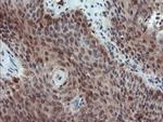 PYCARD Antibody in Immunohistochemistry (Paraffin) (IHC (P))